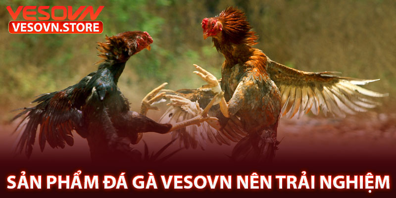 Sản Phẩm Đá Gà Vesovn Nên Trải Nghiệm