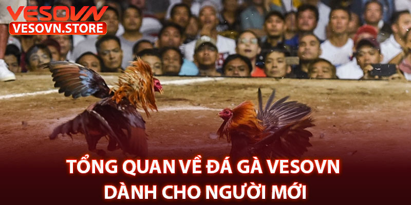 Tổng Quan Về Đá Gà Vesovn Dành Cho Người Mới